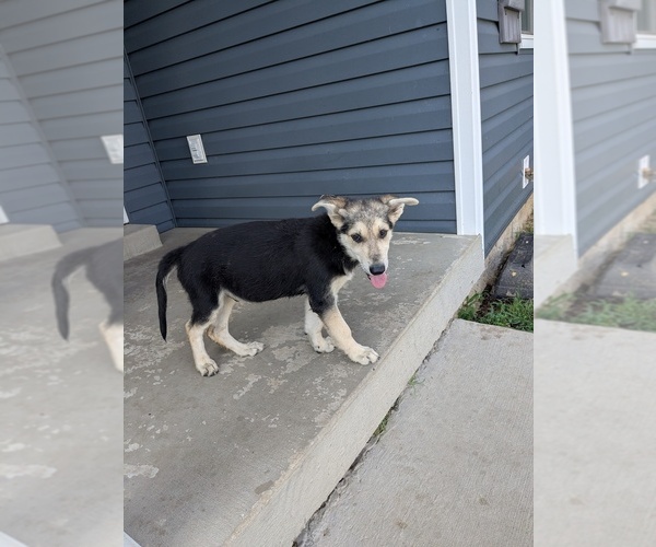 Medium Photo #1 German Shepherd Dog Puppy For Sale in WOODBURN, KY, USA