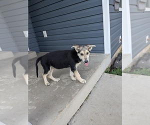 German Shepherd Dog Puppy for sale in WOODBURN, KY, USA