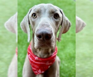 Weimaraner Dogs for adoption in Dallas, TX, USA