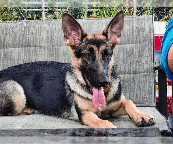 Medium Photo #4 German Shepherd Dog Puppy For Sale in Kansas City, MO, USA