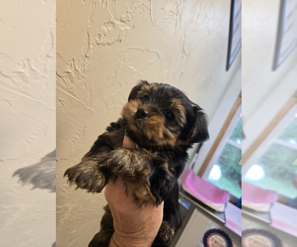 Medium Photo #4 Yorkshire Terrier Puppy For Sale in MARINETTE, WI, USA