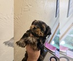 Small #3 Yorkshire Terrier