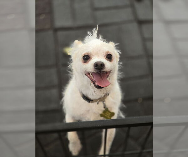 Medium Photo #12 Mutt Puppy For Sale in Sandy, UT, USA