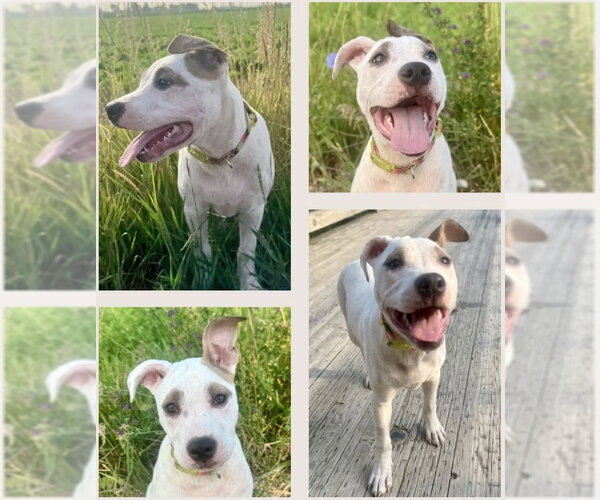 Medium Photo #5 American Pit Bull Terrier-Catahoula Leopard Dog Mix Puppy For Sale in Frankenmuth, MI, USA