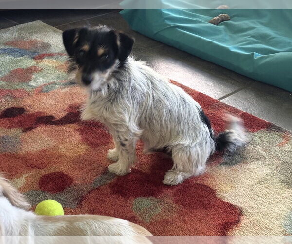 Medium Photo #5 Dandie Dinmont Terrier-Unknown Mix Puppy For Sale in Rockaway, NJ, USA