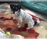 Small #4 Dandie Dinmont Terrier Mix