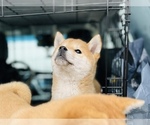 Small Photo #2 Shiba Inu Puppy For Sale in FREMONT, CA, USA