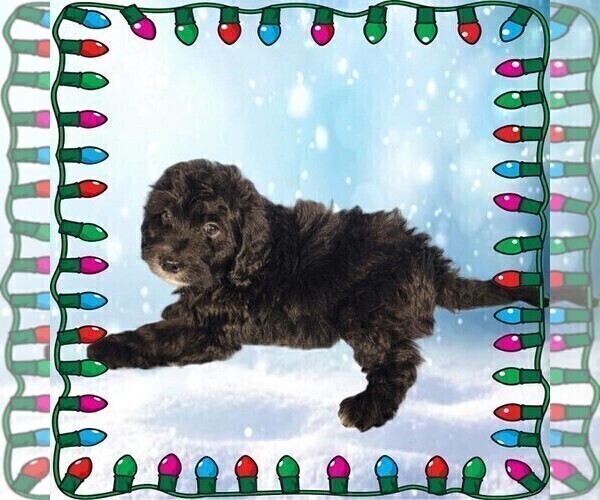 Medium Photo #13 Bernedoodle (Miniature) Puppy For Sale in PEYTON, CO, USA