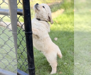 Golden Retriever Puppy for sale in CHIPPEWA FALLS, WI, USA