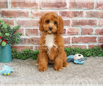 Small #2 Cavapoo (Miniature)