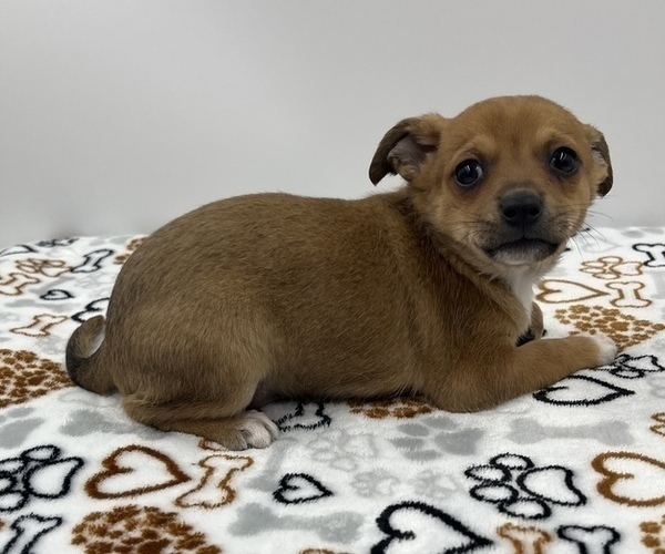 Medium Photo #16 Jack Chi Puppy For Sale in SAINT AUGUSTINE, FL, USA