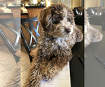 Small Photo #1 Miniature Labradoodle Puppy For Sale in ALTUS, OK, USA
