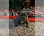 Small Photo #52 French Bulldog Puppy For Sale in LAS VEGAS, NV, USA