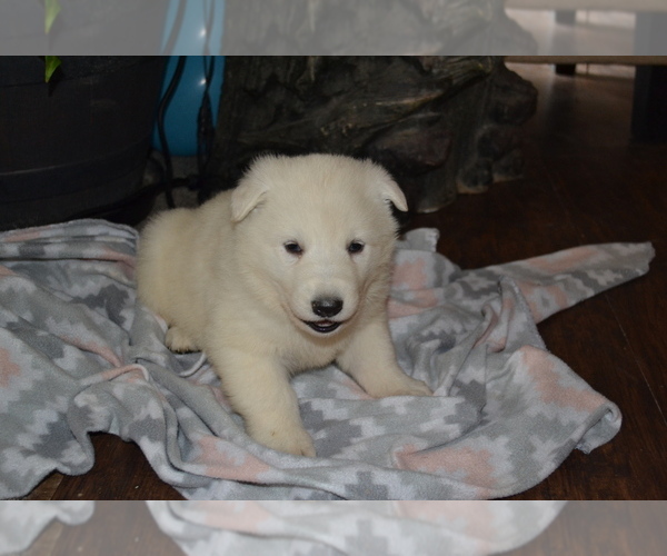 Medium Photo #16 German Shepherd Dog Puppy For Sale in GREENWOOD, WI, USA