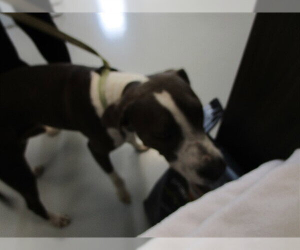 Medium Photo #1 American Staffordshire Terrier-Unknown Mix Puppy For Sale in Ocala, FL, USA