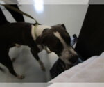 Small American Staffordshire Terrier Mix