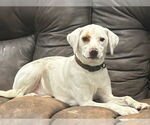 Small #5 Lab-Pointer