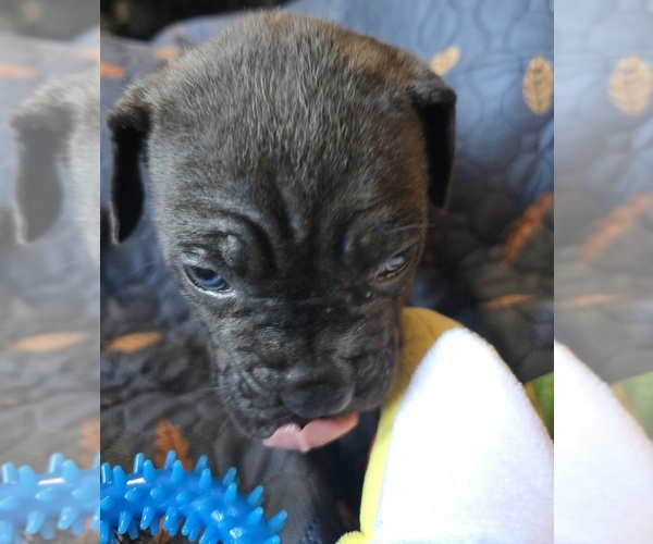 Medium Photo #19 Cane Corso Puppy For Sale in HENRY, VA, USA