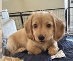 Puppy Luke Dachshund