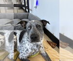 Small #3 Mutt