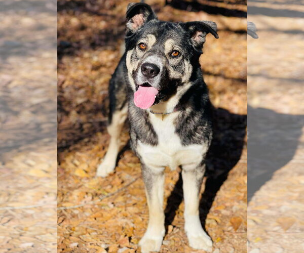 Medium Photo #3 Akita-Siberian Husky Mix Puppy For Sale in Social Circle, GA, USA