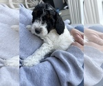 Small Photo #5 Aussiedoodle Miniature  Puppy For Sale in AMELIA, OH, USA