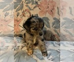 Small #14 Aussiedoodle Miniature 