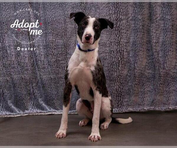 Medium Photo #4 Catahoula Leopard Dog-Pointer Mix Puppy For Sale in Salt Lake City, UT, USA