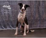 Small #3 Catahoula Leopard Dog-Pointer Mix