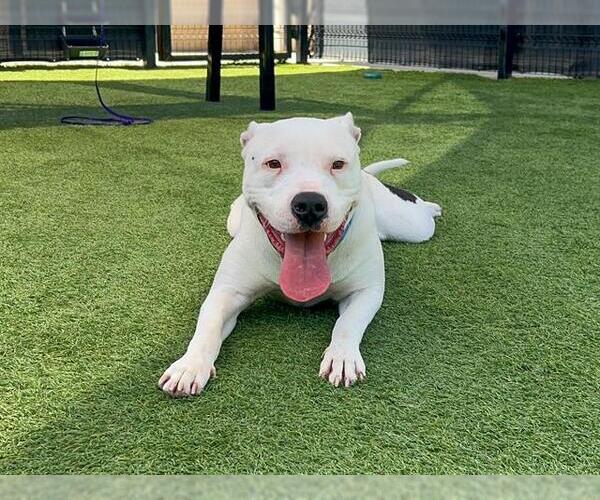 Medium Photo #1 Mutt Puppy For Sale in Orange, CA, USA