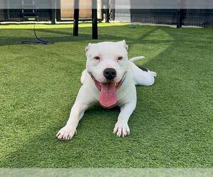 Mutt Dogs for adoption in Orange, CA, USA