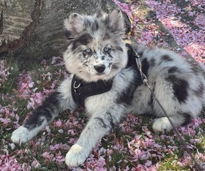 Pomsky Puppy for sale in LYNDHURST, NJ, USA