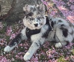 Small Pomsky