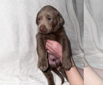 Puppy Billie Labrador Retriever