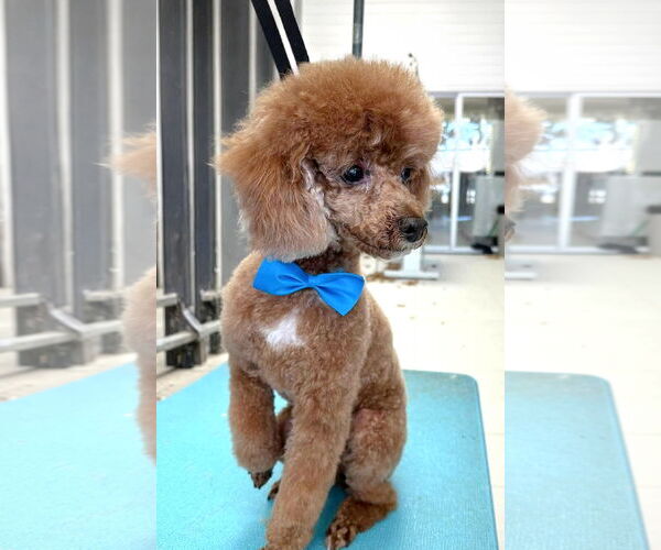 Medium Photo #2 Poodle (Miniature) Puppy For Sale in Chester, NJ, USA