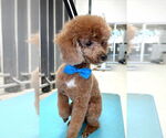 Small #1 Poodle (Miniature)