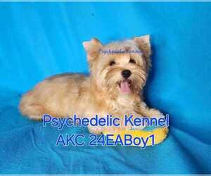 Yorkshire Terrier Puppy for sale in DECATUR, GA, USA