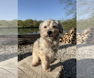 Havanese Dogs for adoption in St. Louis Park, MN, USA