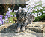 Puppy Colt Goldendoodle (Miniature)