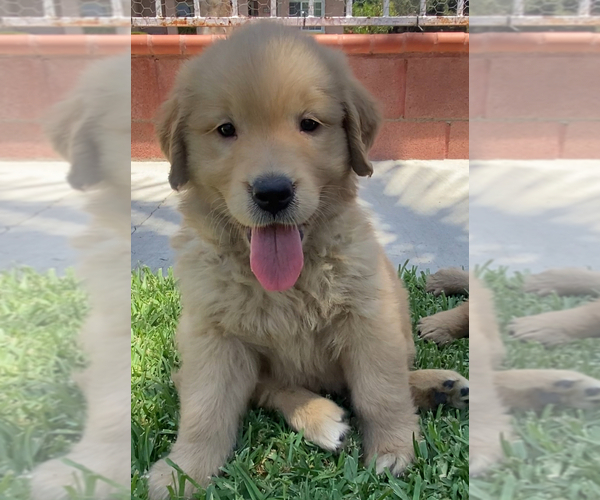 Medium Photo #1 Golden Retriever Puppy For Sale in SANTA ANA, CA, USA