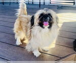 Small #1 Pekingese