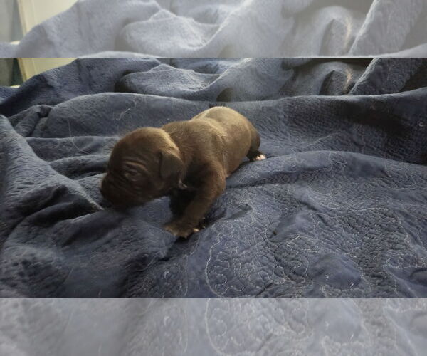 Medium Photo #10 Labrador Retriever-Unknown Mix Puppy For Sale in Tampa, FL, USA