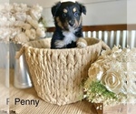 Small #6 Miniature American Shepherd
