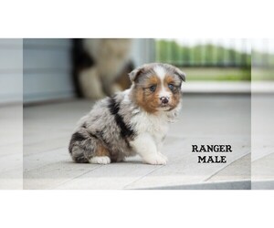 Aussie-Corgi Puppy for Sale in CLARE, Michigan USA
