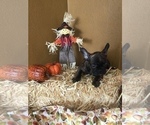 Small Photo #13 French Bulldog Puppy For Sale in AVON PARK, FL, USA
