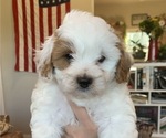 Puppy 1 Mal-Shi-Poodle (Miniature) Mix