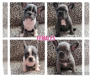 French Bulldog Puppy for sale in NEWMAN, CA, USA