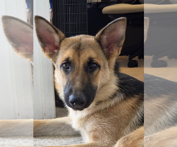 Medium Photo #3 German Shepherd Dog Puppy For Sale in New Hill, NC, USA