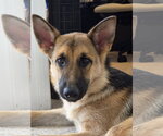 Small #2 German Shepherd Dog
