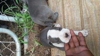 American Pit Bull Terrier Puppy for sale in PROSPECT, VA, USA